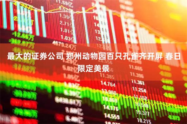 最大的证券公司 郑州动物园百只孔雀齐开屏 春日限定美景